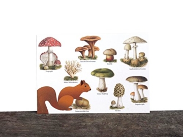 4 Stk. Postkarten Pilz, Eichhörnchen, Grußkarte, Ansichtskarte, Miniposter, Kunstkarte vintage 