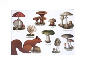 4 Stk. Postkarten Pilz, Eichhörnchen, Grußkarte, Ansichtskarte, Miniposter, Kunstkarte vintage 